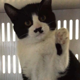 里親様決定です！有難うございました