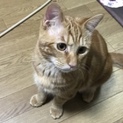 急募 茶猫 子猫 生後6〜7ヶ月 