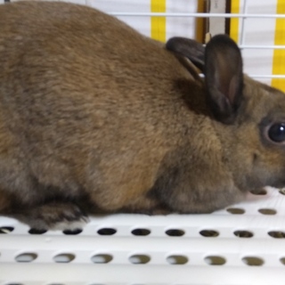 うさぎ ( ミニウサギ ) ９か月くらい 女の子