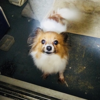 元気なパピヨンの女の子です(^^*)