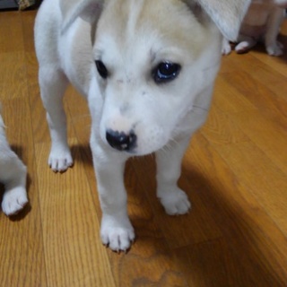 可愛いい仔犬のぽぽちゃん