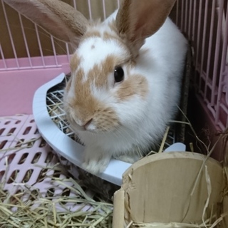 うさぎの里親募集