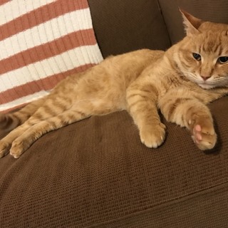 エイズっ子☆穏やかな茶トラ(動画あり)