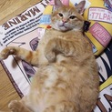 餌場を追いやられたコロンちゃん。りんご猫です。