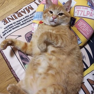 餌場を追いやられたコロンちゃん。りんご猫です。