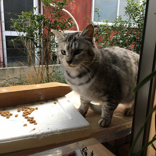 凛々しい女の子