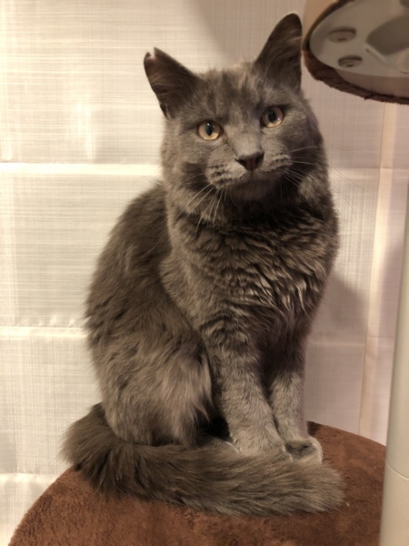 推定３歳位！グレー半長毛　モフくん サムネイル1