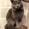 推定３歳位！グレー半長毛　モフくん サムネイル1