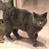 推定３歳位！グレー半長毛　モフくん サムネイル3