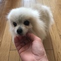 交渉中