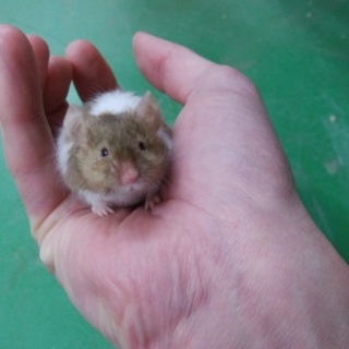テディマウスの里親募集します。