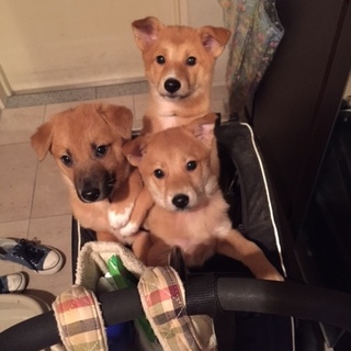 3ヶ月子犬　ねね♪（素直な甘えん坊）