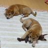 3ヶ月子犬　ねね♪（素直な甘えん坊） サムネイル5