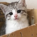 元気な子猫の里親さん募集