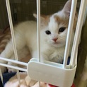 足長マンチカン子猫です