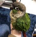 ウロコインコの男の子の里親募集です