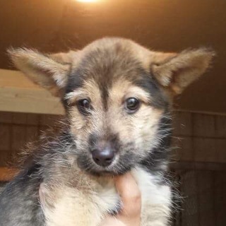 里親募集！テリア系男の子、宮古島で保護された子犬！