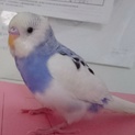 しゃべります。パープル系のセキセイインコ