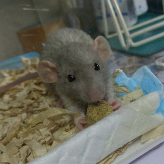 お家決まりました。