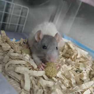 お家決まりました。