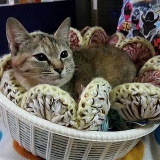 淡い色合いのべっぴんさん