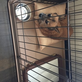 小型犬(ティーカップシェパード？)風子ちゃん