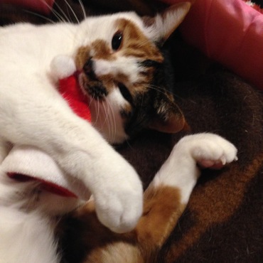 うちの子！8ヶ月位かな