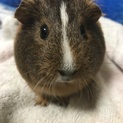 アレルギーになってしまったため、里親募集