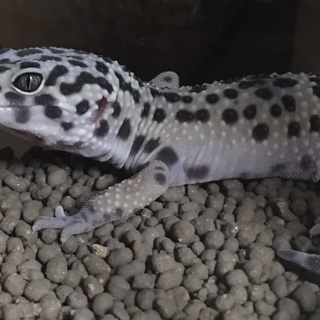 ヒョウモントカゲモドキ ♂ヤング