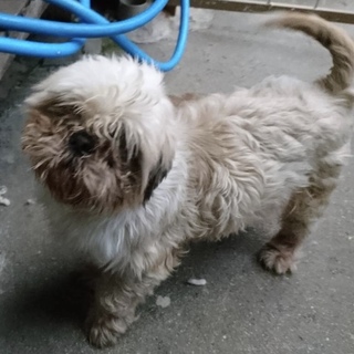 愛知県4歳のシーズーの男の子です！