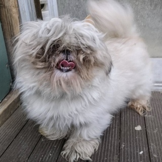 愛知県3歳のシーズーの女の子です！