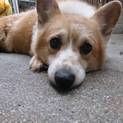 愛知県8歳のコーギーの女の子です！