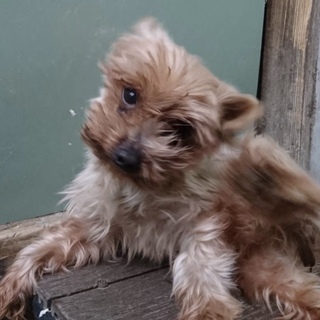 愛知県9歳のヨークシャーの女の子です！