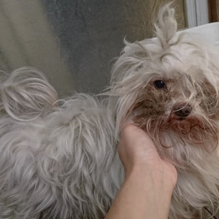 愛知県10歳のマルチーズの男の子です！