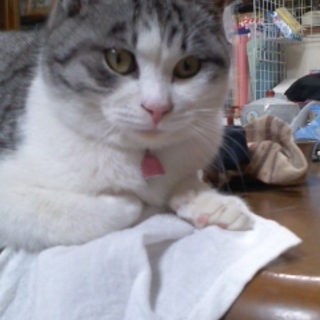 保護猫(7ヶ月位)もらってください❗