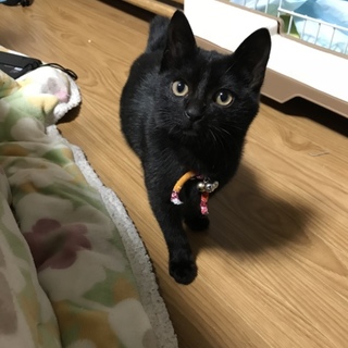 【里親決定】やんちゃな黒猫男子♪