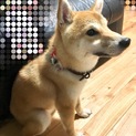 【犬好きより柴犬好きの方】血統書有♀スズと申します