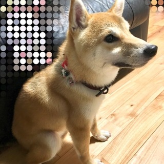 【犬好きより柴犬好きの方】血統書有♀スズと申します