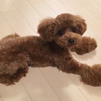 ベル