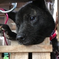 甲斐犬の女の子「ケンピちゃん」2歳
