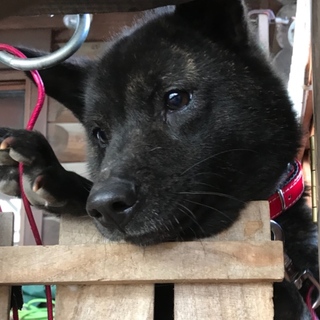 甲斐犬の女の子「ケンピちゃん」2歳