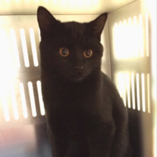 里親様決定！有難うございました。