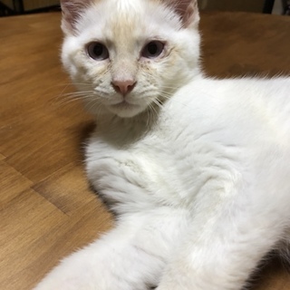 風太君