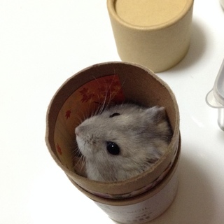 ハムスター グレー ジャンガリアン
