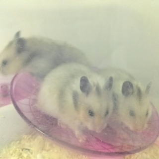 ありがとうございました。