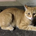 至急飼い主さん募集！かわいい茶トラちゃんです！