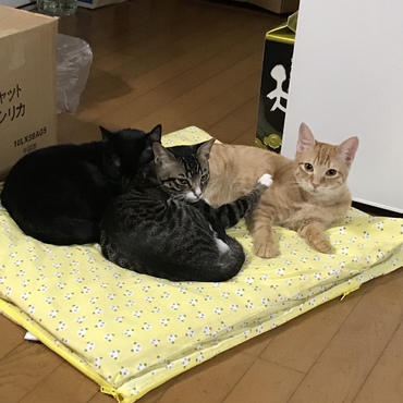 みんなでお昼寝