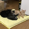 みんなでお昼寝