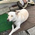 家族になってください！名前は【オペラ】といいます。