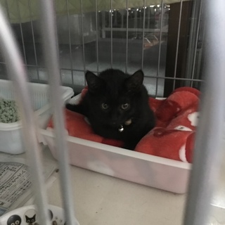 可愛い黒仔猫三兄弟